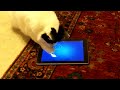Cat reacts to iPad fishing game