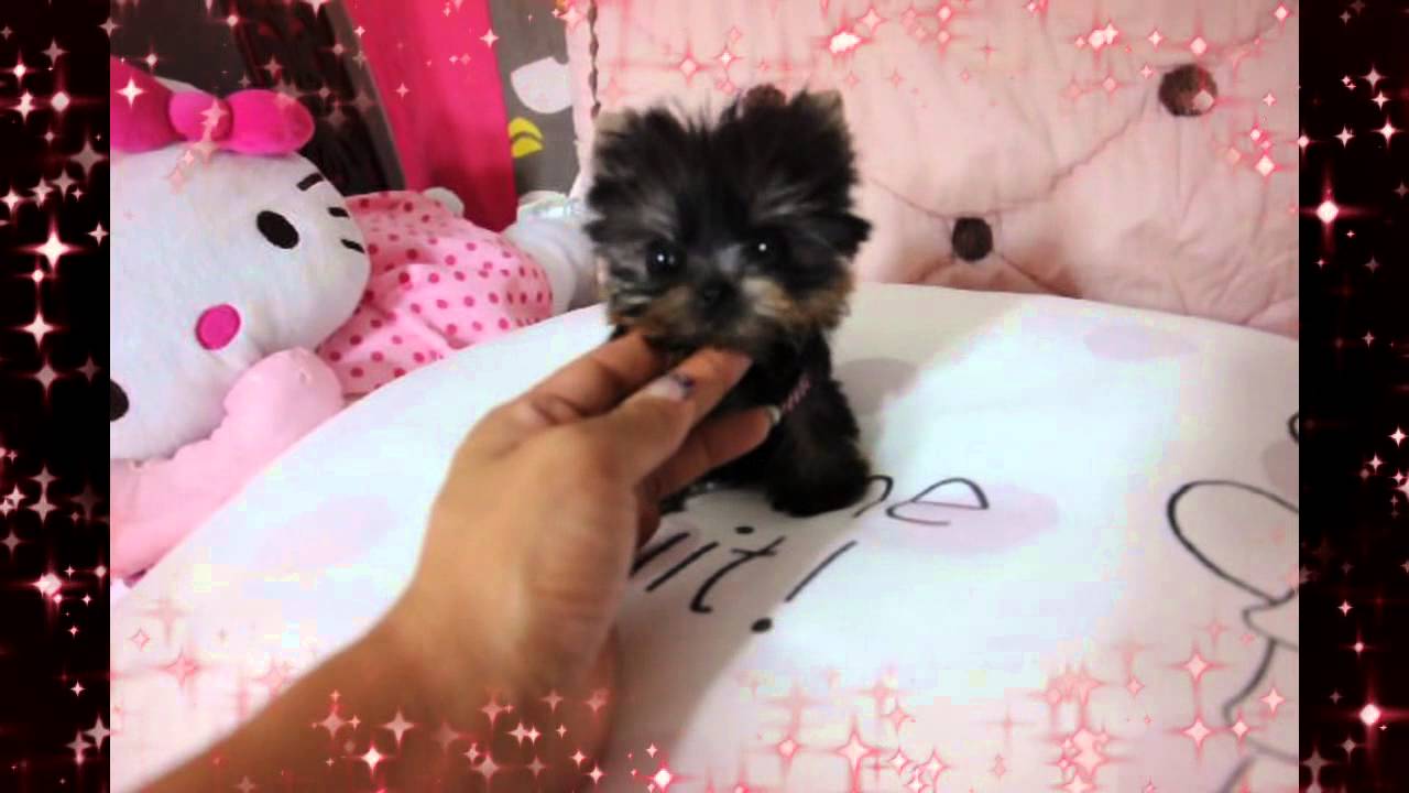 the smallest yorkie in the world smallest micro yorkie puppy in the world the smallest yorkie in the world smallest micro yorkie puppy in the world