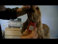 PELUQUERIA CANINA COCKER INGLES - GROOMING ENGLISH SPANIEL COCKER