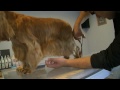 PELUQUERIA CANINA COCKER INGLES - GROOMING ENGLISH SPANIEL COCKER