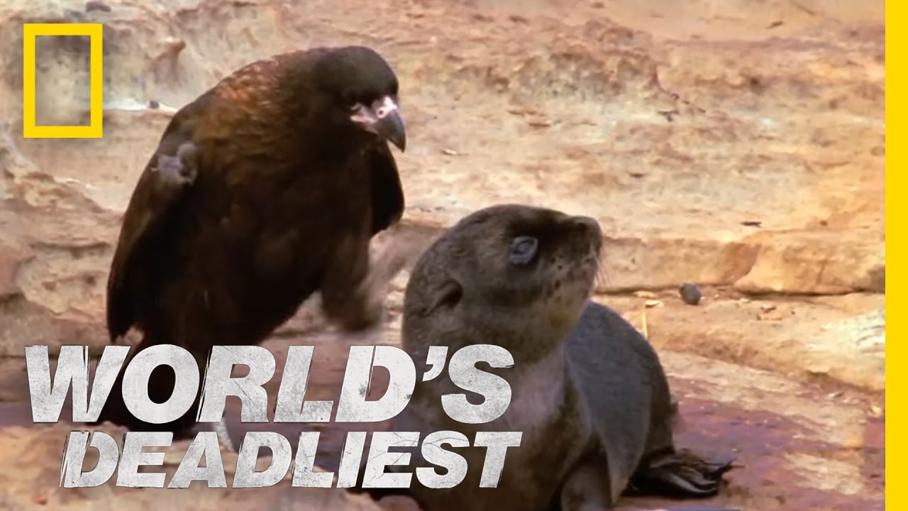 World�s Deadliest Bird of Prey Attacks Baby Seals YouTube