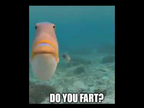 Cute Funny Fish Bites Camera.