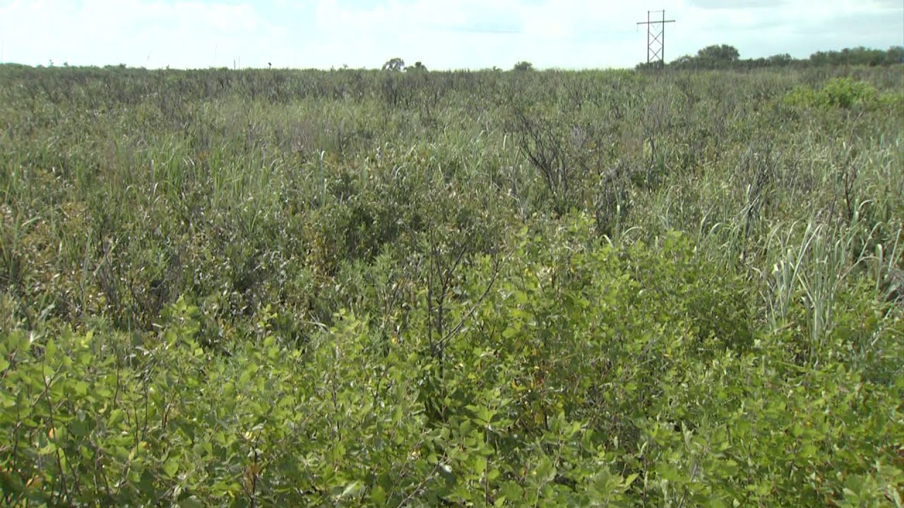 adaptive features of plants and animals in woodland adaptive features of plants and animals in woodland