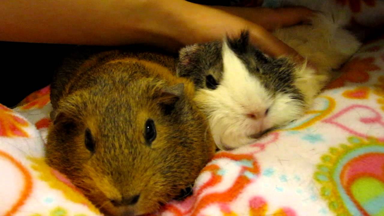 Guinea pig sounds cuddle time YouTube