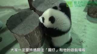 圓仔A場練習 Giant Panda Cub Yuan Zai's Practice In The Play  Yard