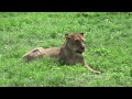 Safari in the Ngorongoro (Tanzania)