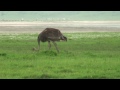 Safari in the Ngorongoro (Tanzania)