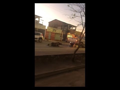 Barreiras: Jegue é arrastado por ruas do centro amarrado em veículo