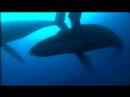 Humpback Ballet - Cousteau divers film close encounter