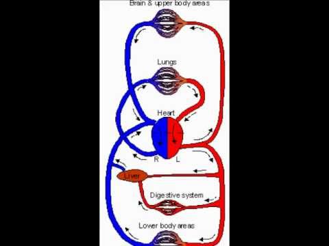The Science Pod: Two Loop Circulation - YouTube