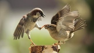 Как Дима и Артур подрались!