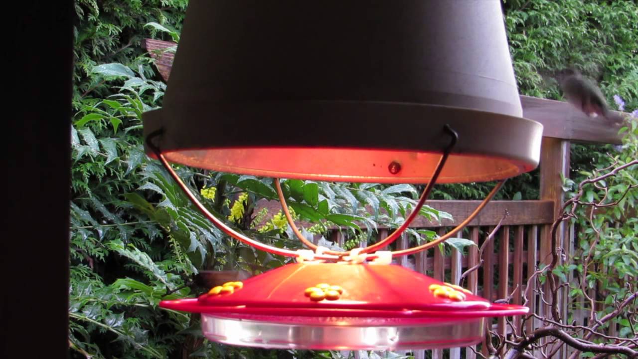 winter hummingbird feeder youtube winter hummingbird feeder youtube