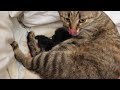 Моя кошка рожает