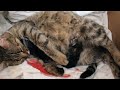 Моя кошка рожает