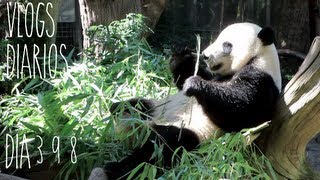 PANDAS!!! (07/23/13)