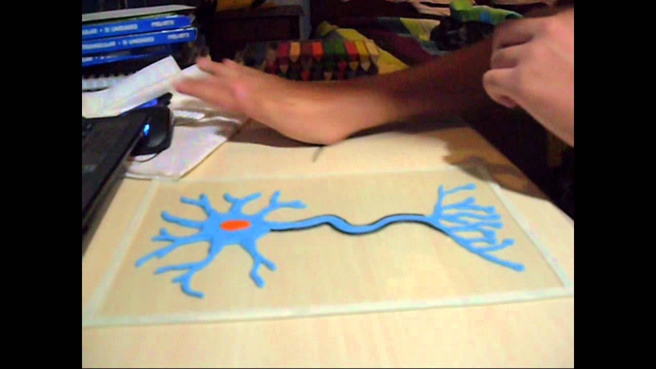 Partes De Una Neurona Partes De Una Neurona