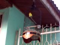 lovebird isian kapas tembak album artwork