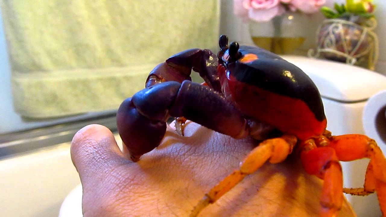 Halloween Crab ( Gecarcinus quadratus ) Male - YouTube