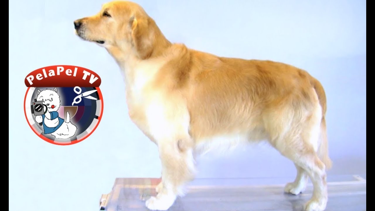 clipping a golden retriever peluquer 205 a canina golden retriever realizado por marc fox clipping a golden retriever peluquer 205 a canina golden retriever realizado por marc fox