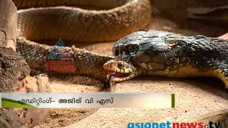 King Cobra gobbles up a a Rat Snake: Amazing and rare video (Asianet News exclusive)