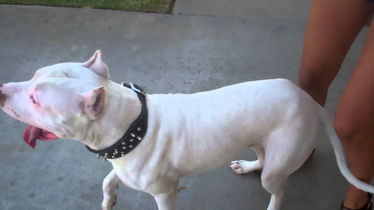 american pitbull terrier weight