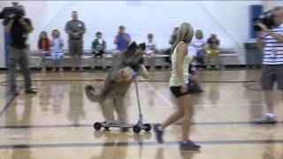 Norman the Scooter Dog sets Guinness World Record