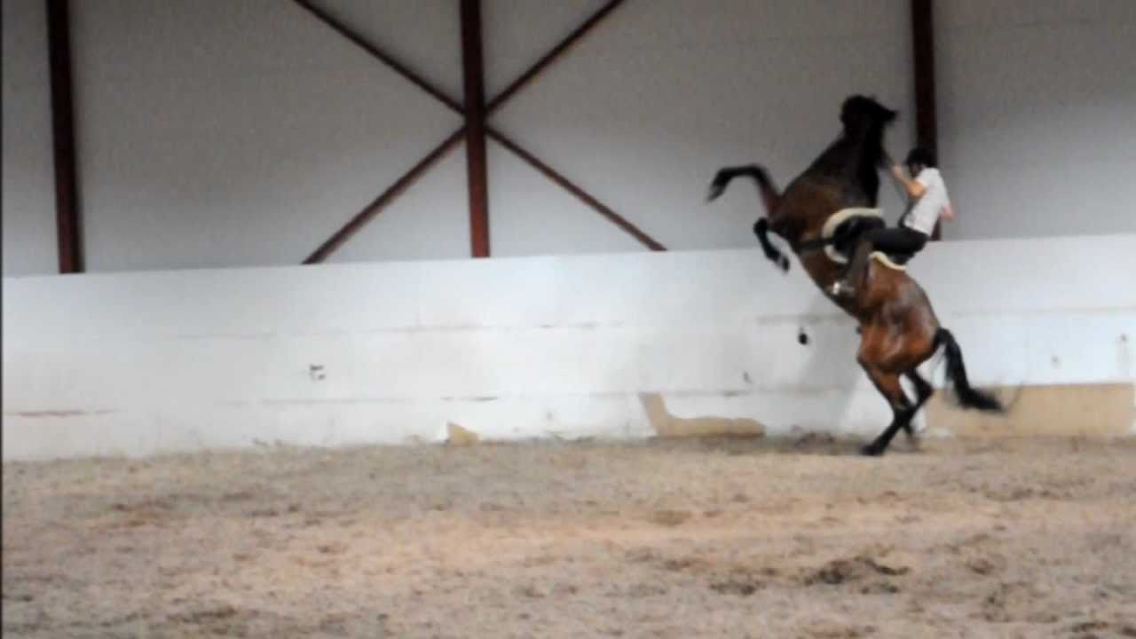 Horse rearing (rider falls off) - YouTube