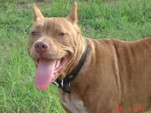 6 month old rednose pitbull puppy - YouTube