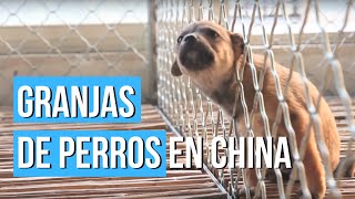 Nueva investigación sobre el comercio de carne de perro y gato en China