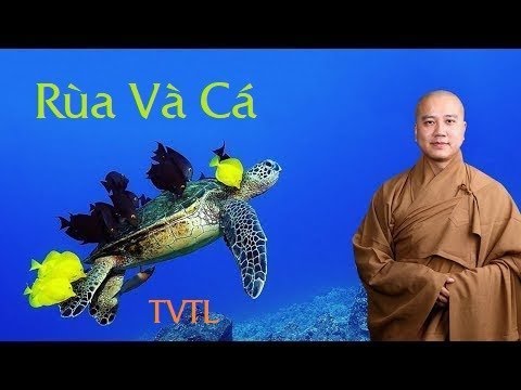 Rùa Và Cá