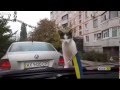 Кот познает автомобиль, приколы с котами