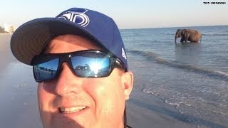 So, there is an elephant on the beach in Florida!