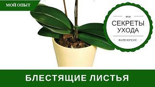 Как сделать листья орхидеи Как сделать листья орхидеи