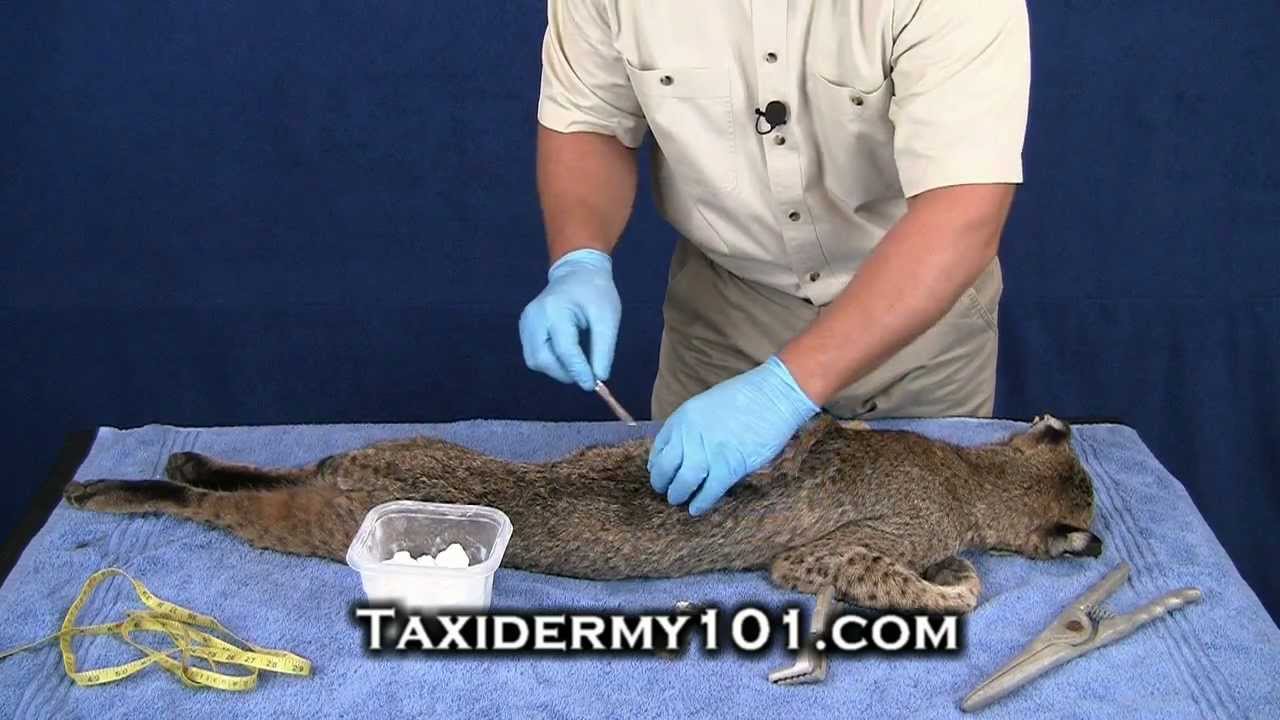 How to Taxidermy - Bobcat Taxidermy - Mammal Taxidermy