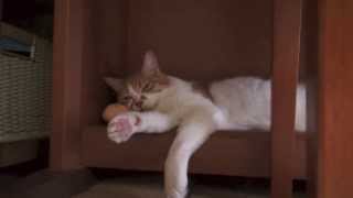 パンで寝る猫一族 - Cats Sleep With Breads -