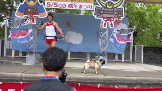 サバンナ八木と八木（犬）のお仕事  園田競馬場（兵庫県）  ２０１４年５月５日１４時１５分