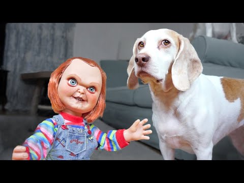 Dogs vs Lil' Big Chucky Prank: Funny Dogs Maymo, Penny & Potpie