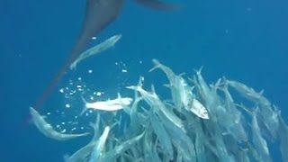 Atlantic Sailfish Hunting Sardines (Normal & Slow Motion Attacks)