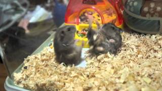 Hamster ジャンガリアンハムスター　オスどおしの喧嘩