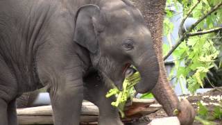 Baby elephant Lily's first year in 2 minutes