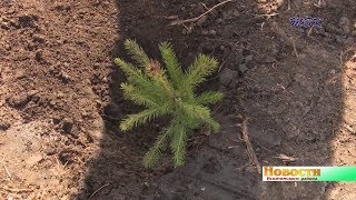 В с.Тальменка на месте будущего парка жители высадили ели