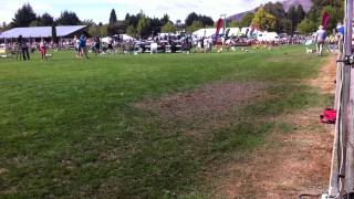 Jack Russell Race at Upper Clutha A&P Show