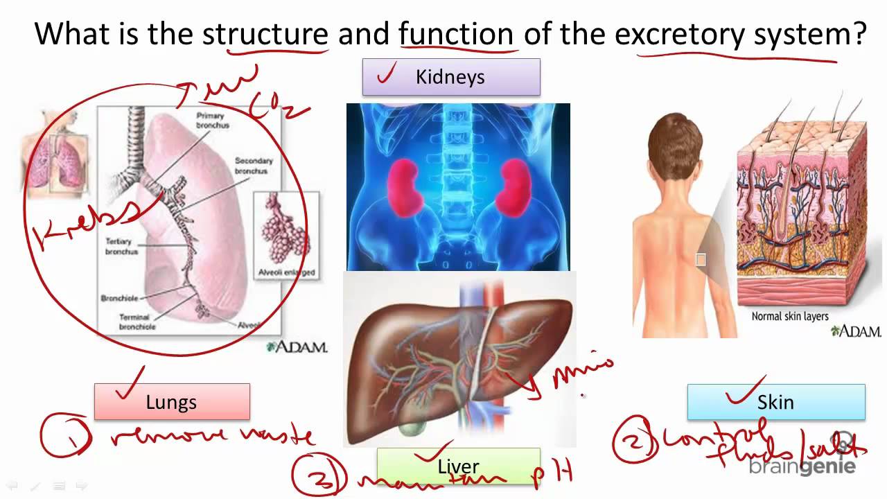 8.8 Excretory System Structure and Function - YouTube