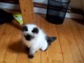 Penchi, petit chat handicapé.