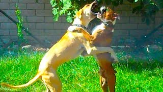 Vicious Doggy Dancing!