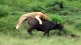 Incredible Attempt By Lions To Hunt A Buffalo, Seen Yesterday! - Latest Wildlife Sightings