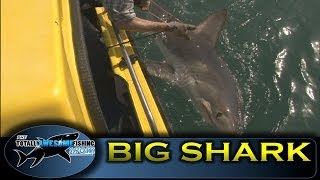 MONSTER SHARK caught in British Waters - TAFishing Show