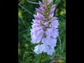 Orquideas de León: Dactylorhizas