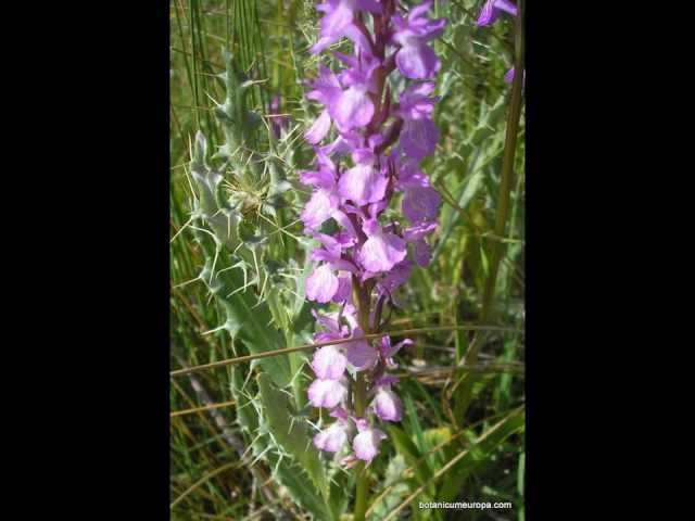 Orquideas de León: Dactylorhizas