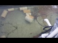 Cannabis Aquaponics grow room.